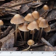 Mycena albidofusca at Tennent, ACT - 21 May 2017 11:42 AM