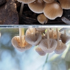 Mycena albidofusca at Tennent, ACT - 21 May 2017 11:42 AM