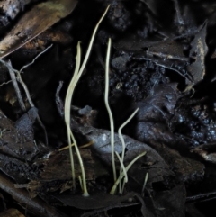 Macrotyphula juncea complex (Fairy Club) at Namadgi National Park - 22 May 2017 by KenT