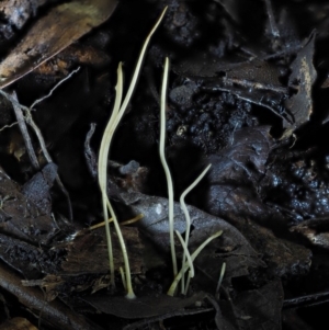 Macrotyphula juncea complex at Cotter River, ACT - 22 May 2017 12:39 PM