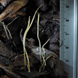 Macrotyphula juncea complex at Cotter River, ACT - 22 May 2017 12:39 PM