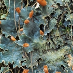 Peltigera (A foliose lichen) at Namadgi National Park - 25 May 2017 by KenT