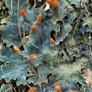 Peltigera at Cotter River, ACT - 25 May 2017