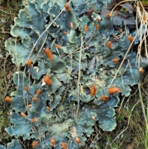 Peltigera at Cotter River, ACT - 25 May 2017