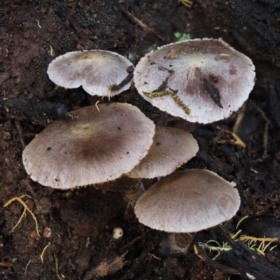 Inocybe sp. (Inocybe) at Namadgi National Park - 22 May 2017 by KenT