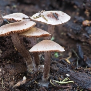 Inocybe sp. at Cotter River, ACT - 22 May 2017