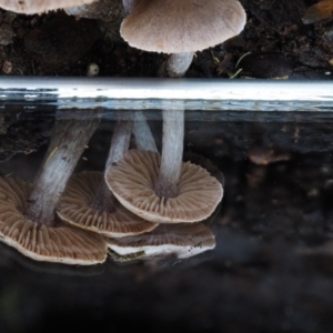 Inocybe sp. at Cotter River, ACT - 22 May 2017