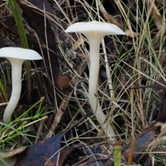 Hygrocybe sp. (gills white/cream) (Waxcaps) at Tennent, ACT - 21 May 2017 by KenT
