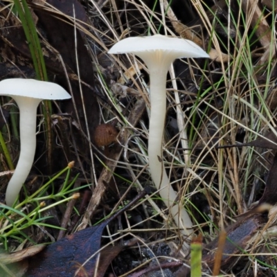 Hygrocybe sp. (gills white/cream) (Waxcaps) at Namadgi National Park - 21 May 2017 by KenT