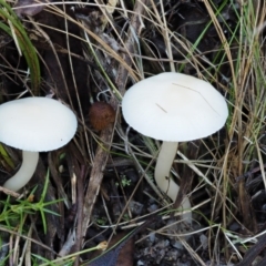 Hygrocybe sp. (gills white/cream) at Tennent, ACT - 21 May 2017