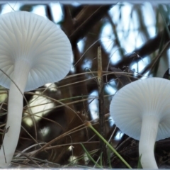 Hygrocybe sp. (gills white/cream) at Tennent, ACT - 21 May 2017 01:47 PM