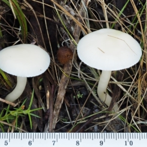 Hygrocybe sp. (gills white/cream) at Tennent, ACT - 21 May 2017 01:47 PM