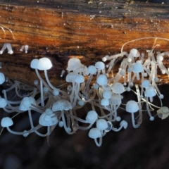 Hemimycena sp. at Cotter River, ACT - 25 May 2017 by KenT