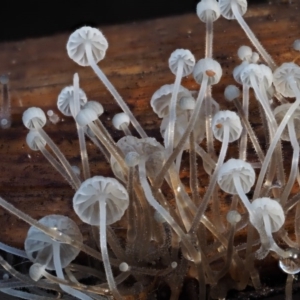 Hemimycena sp. at Cotter River, ACT - 25 May 2017