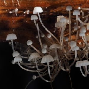 Hemimycena sp. at Cotter River, ACT - 25 May 2017 09:56 AM