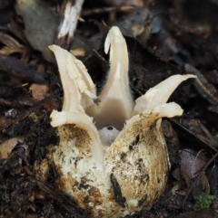 Geastrum sp. (Geastrum sp.) at Namadgi National Park - 24 May 2017 by KenT