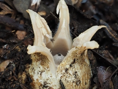 Geastrum lageniforme s.l. at Cotter River, ACT - 25 May 2017 by KenT