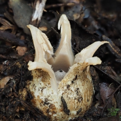 Geastrum sp. (Geastrum sp.) at Cotter River, ACT - 24 May 2017 by KenT