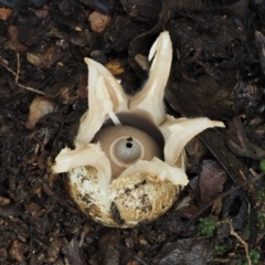 Geastrum sp. at Cotter River, ACT - 25 May 2017