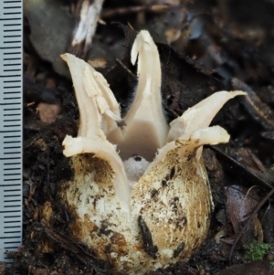 Geastrum lageniforme s.l. at Cotter River, ACT - 25 May 2017