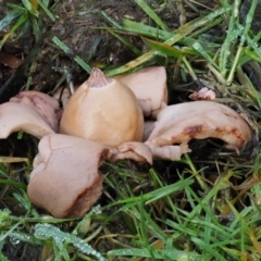 Geastrum sp. (genus) (An earthstar) at Tennent, ACT - 21 May 2017 by KenT