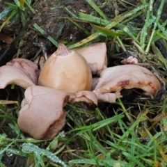 Geastrum sp. (Geastrum sp.) at Tennent, ACT - 21 May 2017 by KenT