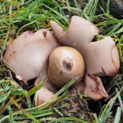 Geastrum sp. at Tennent, ACT - 21 May 2017 10:04 AM