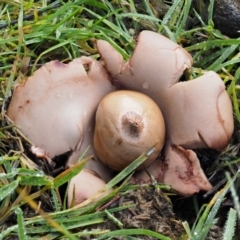 Geastrum sp. at Tennent, ACT - 21 May 2017