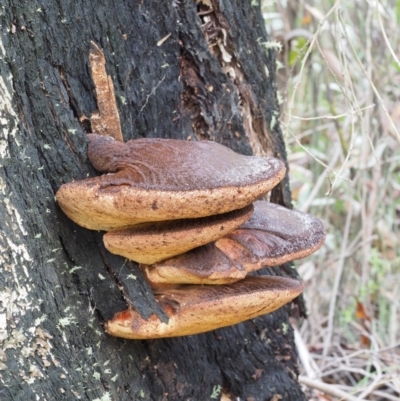 Fistulina sp. (A Beefsteak fungus) at Tennent, ACT - 21 May 2017 by KenT