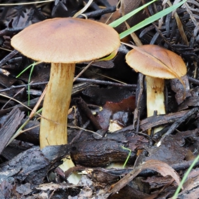 Dermocybe sp. (Dermocybe) at Namadgi National Park - 22 May 2017 by KenT