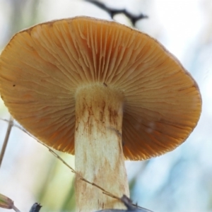 Dermocybe sp. at Cotter River, ACT - 22 May 2017