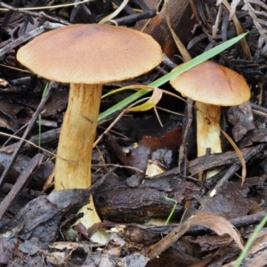 Dermocybe sp. at Cotter River, ACT - 22 May 2017