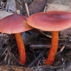 Dermocybe sp. (Dermocybe) at Namadgi National Park - 22 May 2017 by KenT