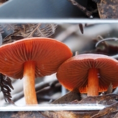 Dermocybe sp. at Cotter River, ACT - 22 May 2017