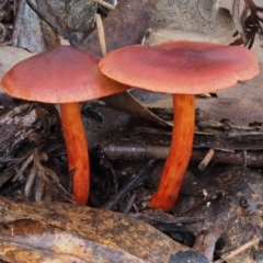 Dermocybe sp. at Cotter River, ACT - 22 May 2017