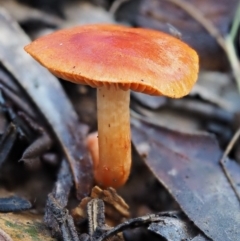 Dermocybe sp. (Dermocybe) at Cotter River, ACT - 22 May 2017 by KenT