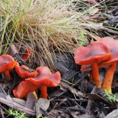 Dermocybe sp. (Dermocybe) at Namadgi National Park - 21 May 2017 by KenT