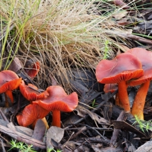 Dermocybe sp. at Tennent, ACT - 21 May 2017