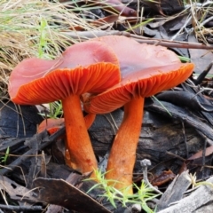 Dermocybe sp. at Tennent, ACT - 21 May 2017