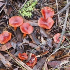 Dermocybe sp. at Tennent, ACT - 21 May 2017