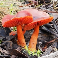 Dermocybe sp. at Tennent, ACT - 21 May 2017