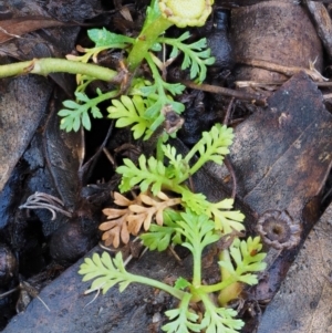 Leptinella filicula at Tennent, ACT - 21 May 2017