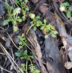 Leptinella filicula at Tennent, ACT - 21 May 2017