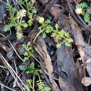 Leptinella filicula at Tennent, ACT - 21 May 2017