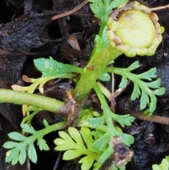 Leptinella filicula at Tennent, ACT - 21 May 2017