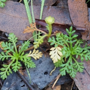 Leptinella filicula at Cotter River, ACT - 22 May 2017 10:20 AM