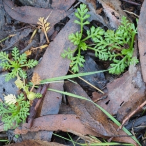 Leptinella filicula at Cotter River, ACT - 22 May 2017 10:20 AM