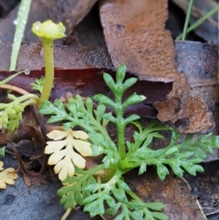 Leptinella filicula at Cotter River, ACT - 22 May 2017 10:20 AM