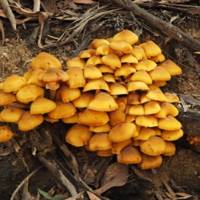 Armillaria luteobubalina (Australian Honey Fungus) at Namadgi National Park - 21 May 2017 by KenT