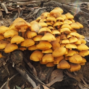 Armillaria luteobubalina at Tennent, ACT - 21 May 2017